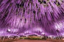 DIRECT BUS RUNS ASHIKAGA FLOWER PARK TO/FROM SANO PREMIUM OUTLETS