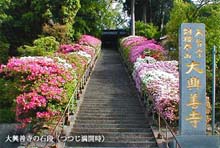 大興善寺(つつじ寺)