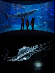 【海遊館×Rinku Premium Outlets®】獨家禮品贈獎活動