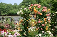 花フェスタ記念公園