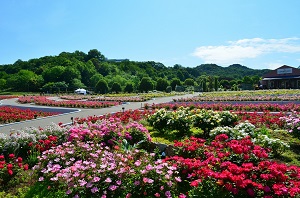 花フェスタ記念公園