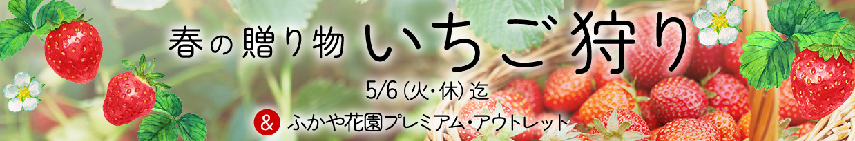 春の贈り物 いちご狩り 5/6（火・休）迄 ＆ふかや花園プレミアム・アウトレット