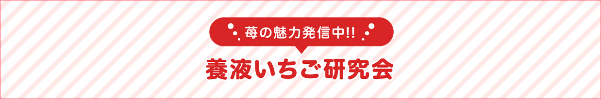 毎の魅力発信中!! 養液いちご研究会