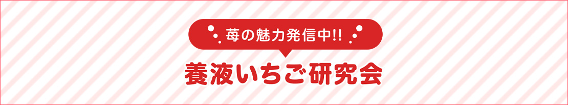 毎の魅力発信中!! 養液いちご研究会